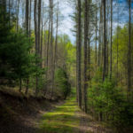 Path To the Waterfall © 2017 Virginia Highland Haven Farm Co.