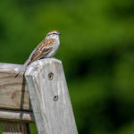 Park Bench Visitor © 2017 Virginia Highland Haven Farm Co.